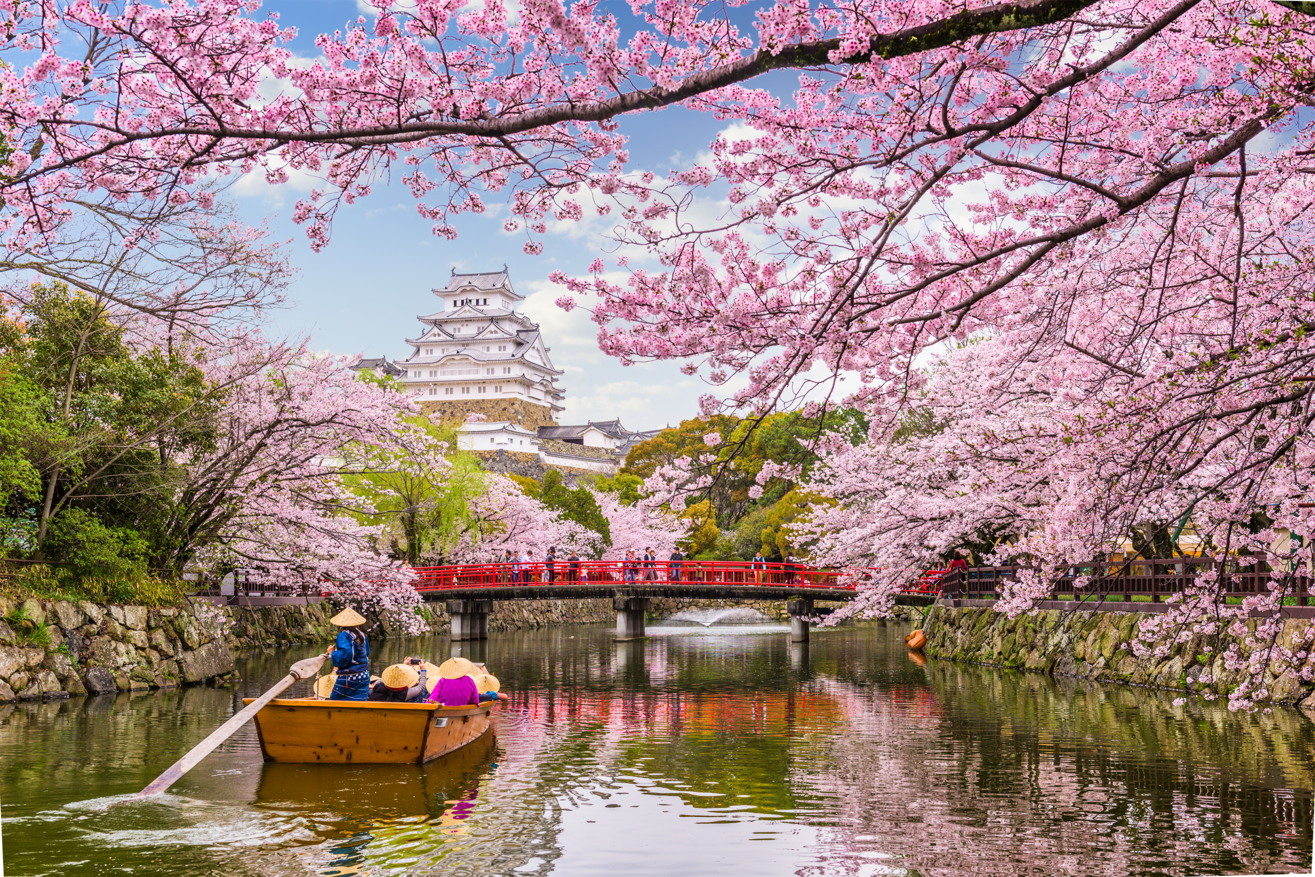 CHERRY BLOSSOM OF JAPAN